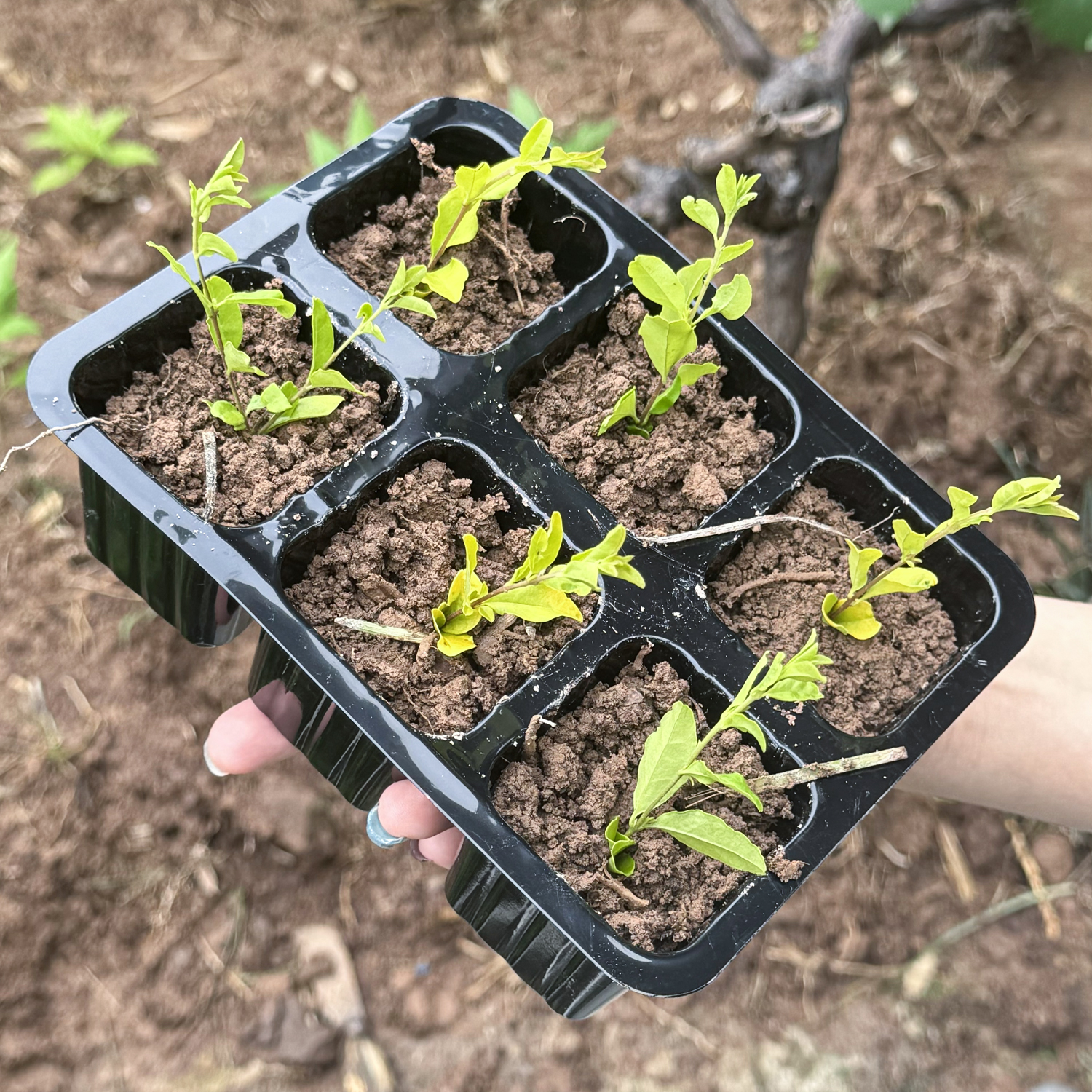 6/12Holes Plant Nursery Tray P - огляд і ціна Seed Starter Trays