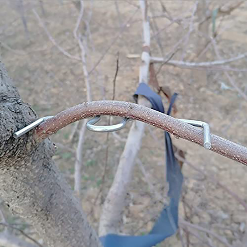 30pcs/set Fruit Tree Branch Pu - огляд і ціна Gardening Tools Gifts