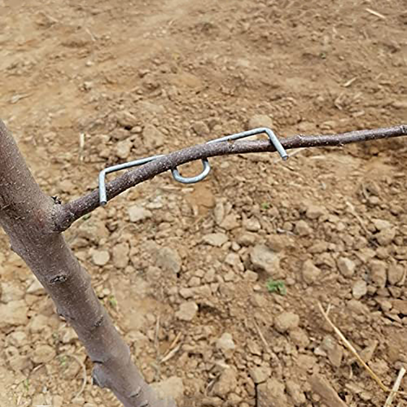 30pcs/set Fruit Tree Branch Pu - огляд і ціна Gardening Tools Gifts