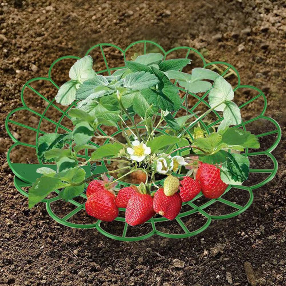 5/10PCS Round Strawberry Brack - огляд і ціна Gardening Tools Rack