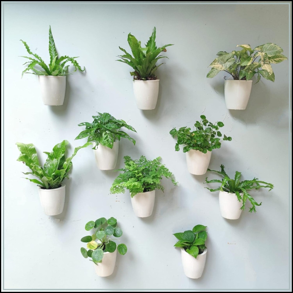 10-Pack Self-Watering Wall Pla - огляд і ціна Self-Watering Planter